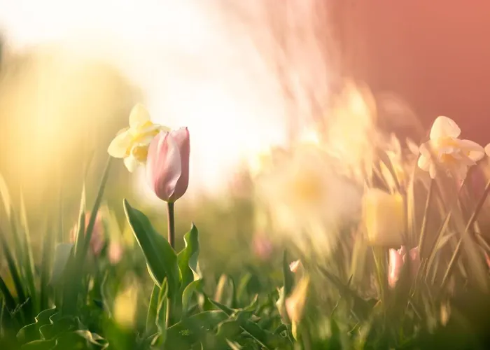 Country Den Oord Bed & Breakfast 3*