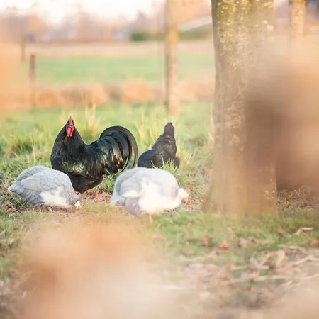 Country Den Oord 3* טרוולדה